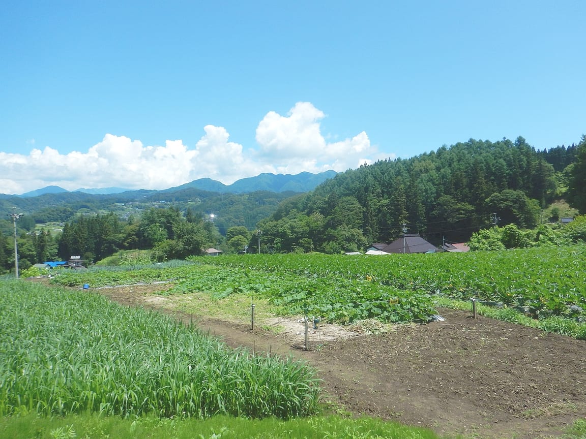麦ダンス農園：青空と山並みが広がる麦ダンス農園の畑