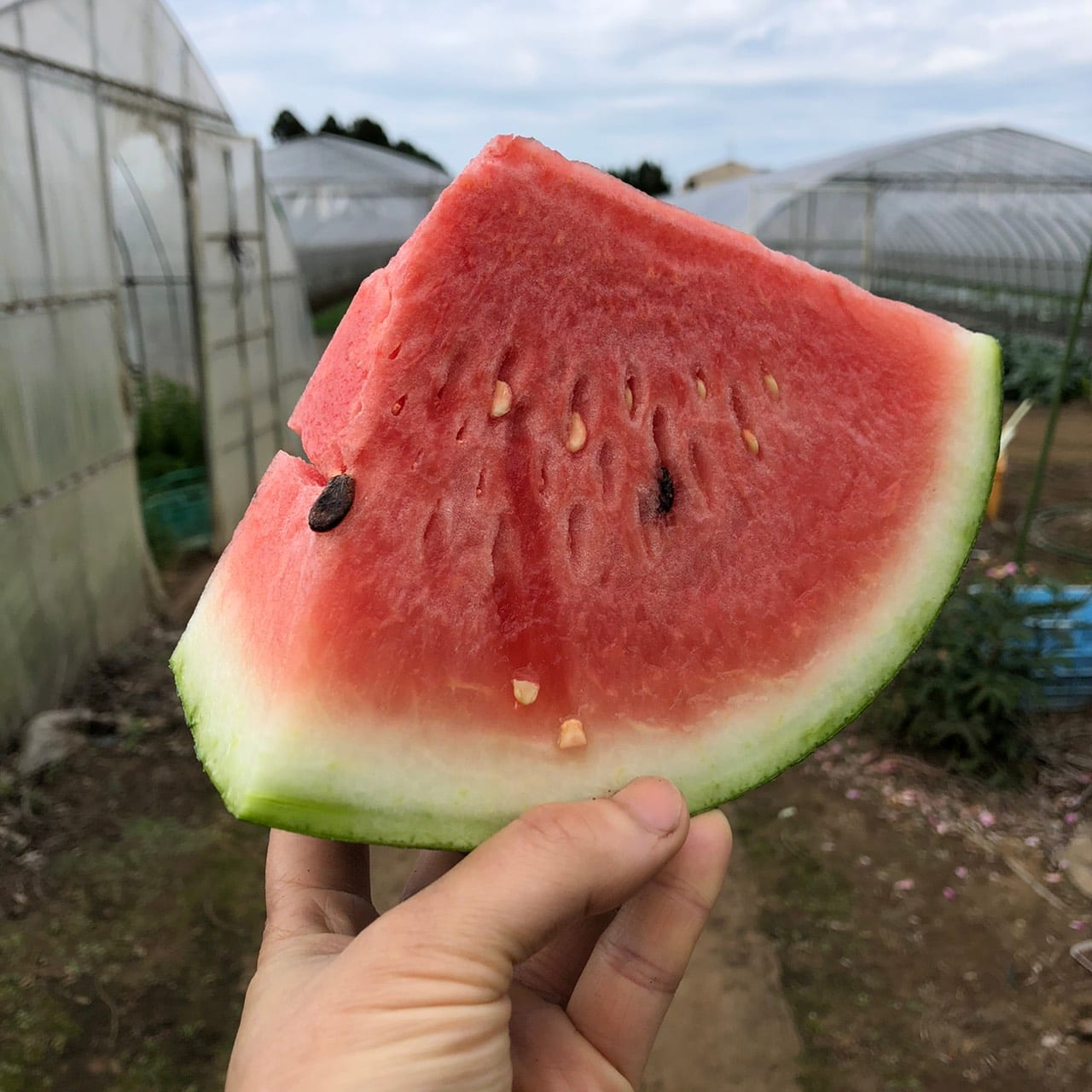 恵みの里：畑を背景に手に持ったすいか