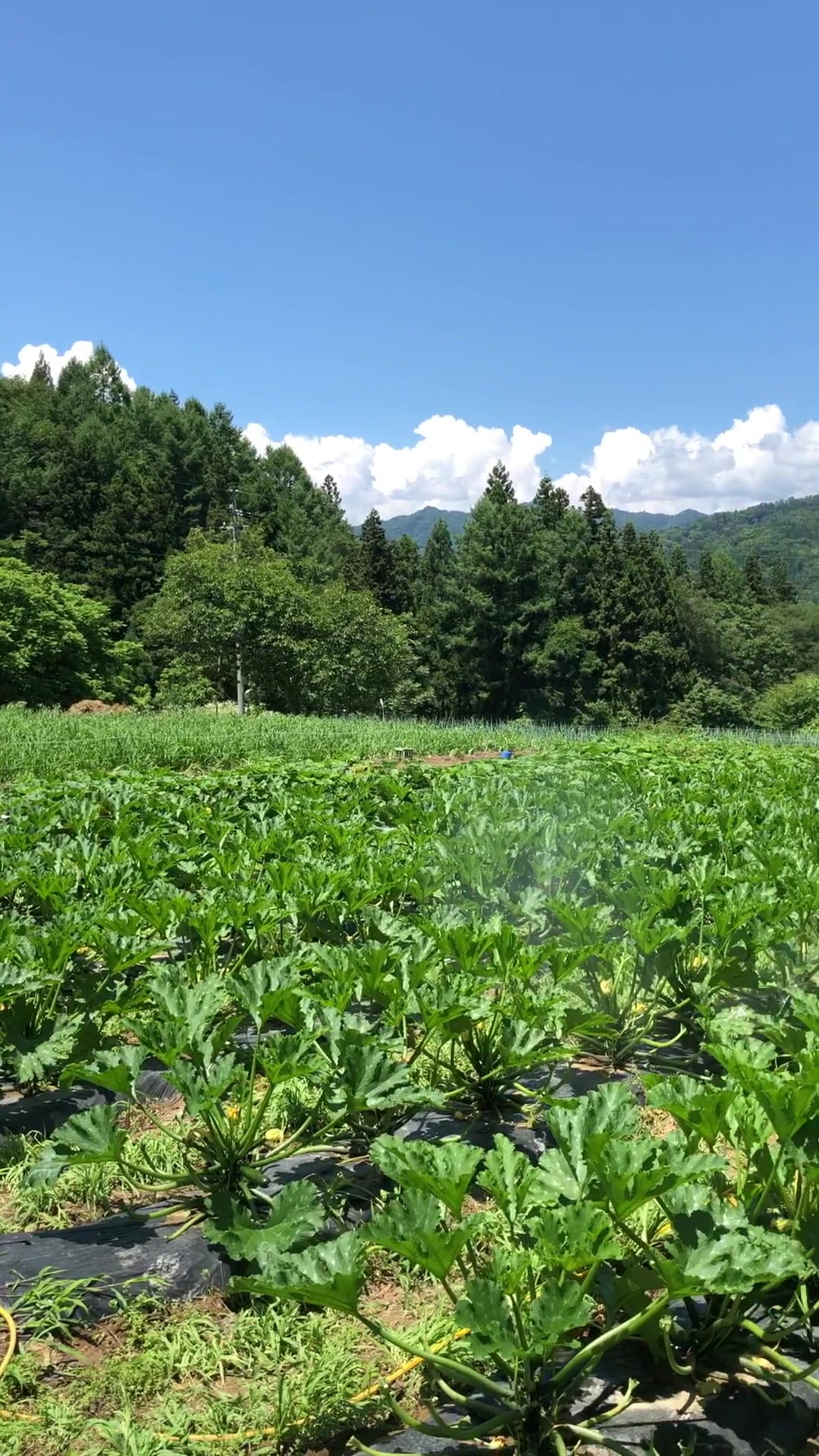 麦ダンス農園：夏の青空の下で作物が育つ麦ダンス農園の畑