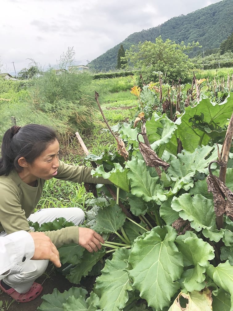 Uファーム 中澤農園：畑で作物を手入れする中澤農園の生産者