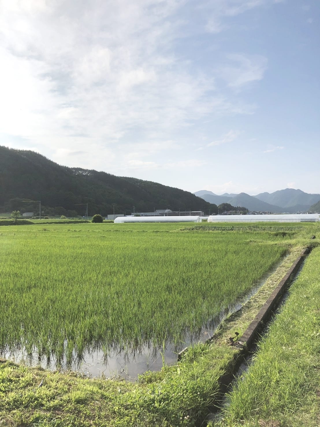 両角農園：山並みを背景に広がる両角農園の水田