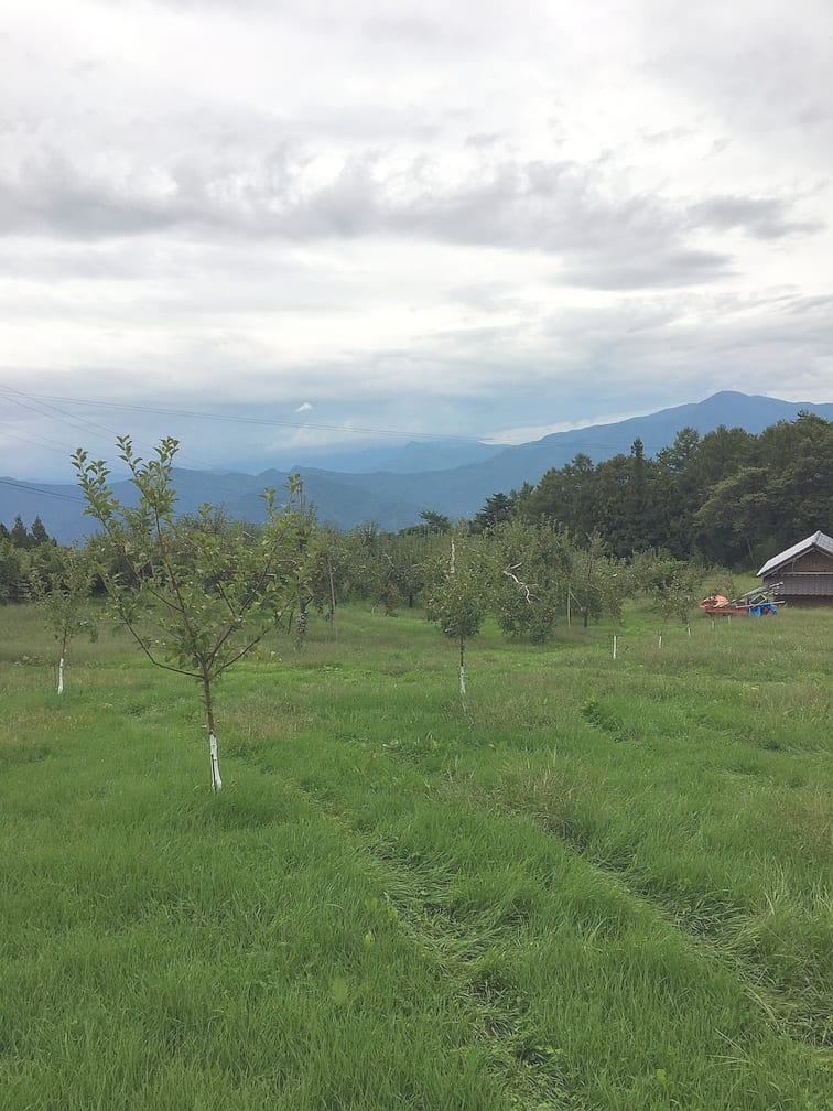 石間果樹園：山を望む石間果樹園の風景