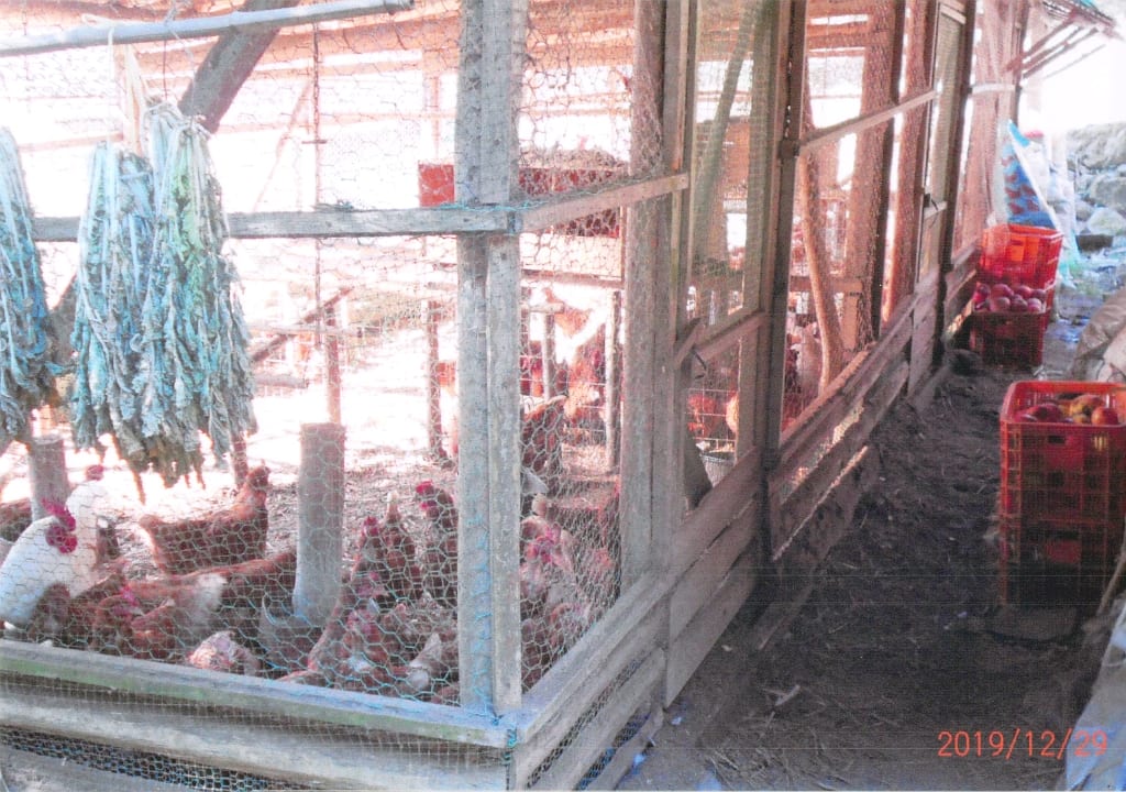 小掠農園：小掠農園の鶏舎の様子