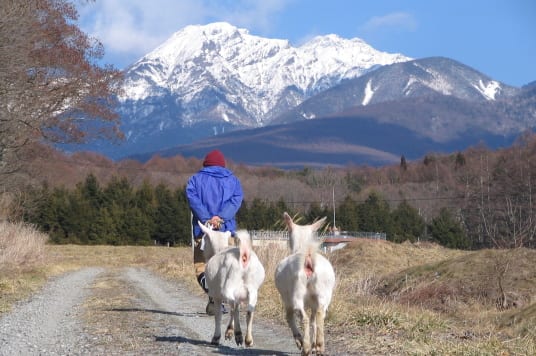 まいん農園：山を背景にやぎと歩くまいん農園の生産者