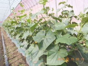 サニーファーム（笠井農園）：温室で育つサニーファームのきゅうり